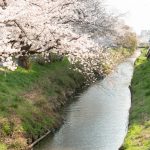新坂川緑道（桜並木）