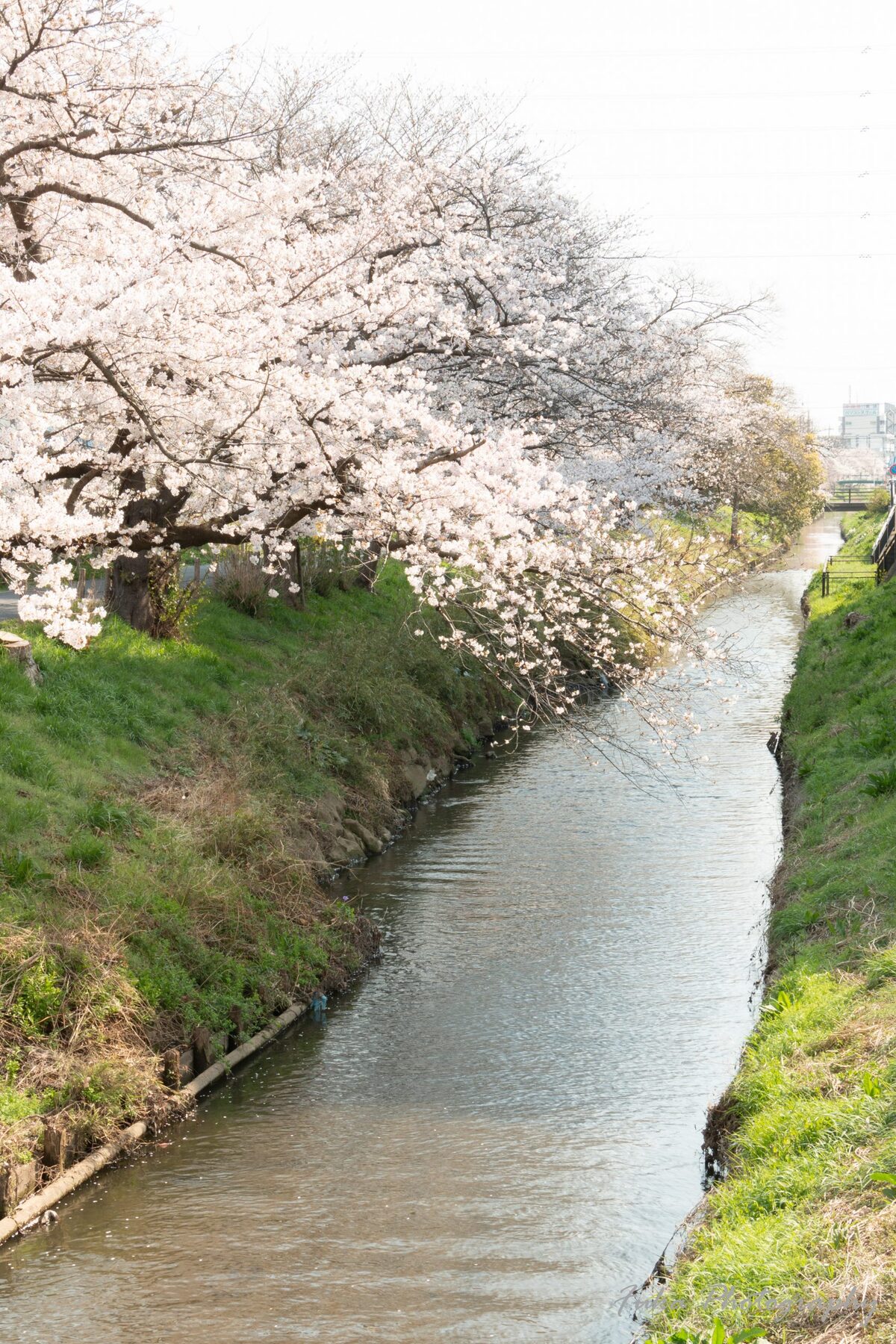 新坂川緑道（桜並木）
