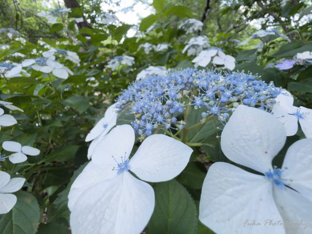 宗吾霊堂 紫陽花(ガクアジサイ)