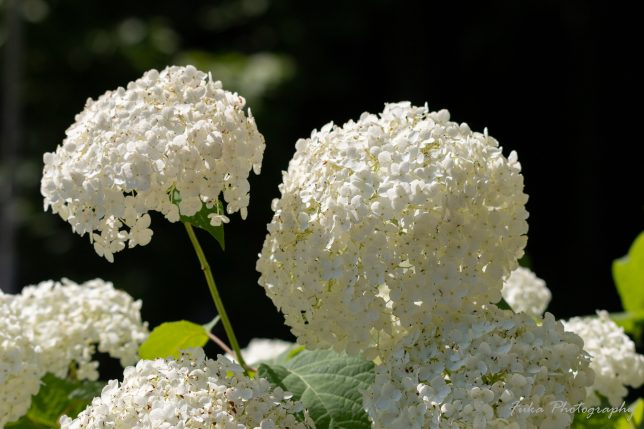 本土寺 紫陽花