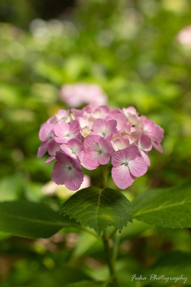 本土寺 紫陽花と蟻