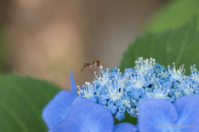 清水公園 紫陽花とアブ