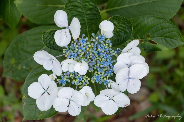 清水公園 紫陽花