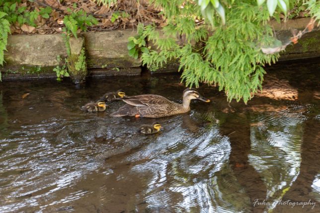 清水公園 カルガモの親子