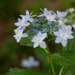 宗吾霊堂 紫陽花（ヤマアジサイ）