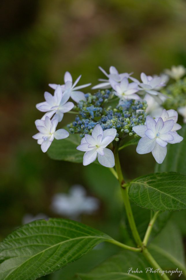 宗吾霊堂 紫陽花(ヤマアジサイ)