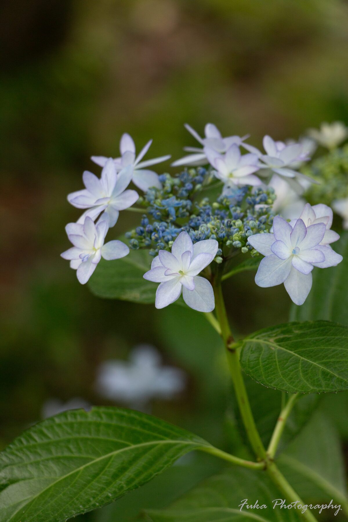 宗吾霊堂 紫陽花(ヤマアジサイ)