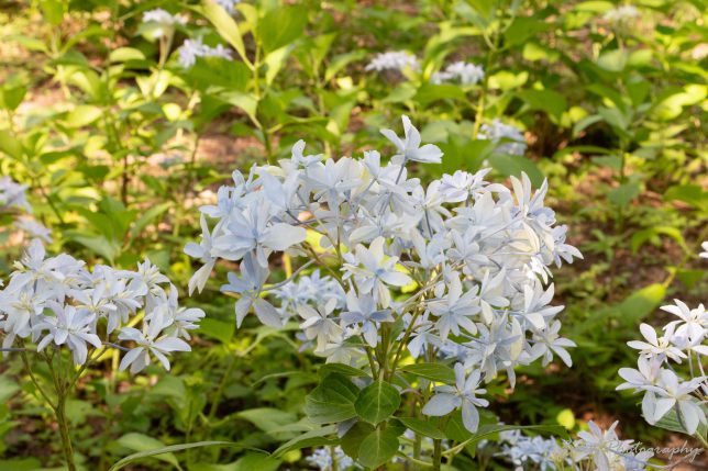 宗吾霊堂 紫陽花(グリッター)