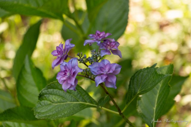 宗吾霊堂 紫陽花(カサノバ ブルー)