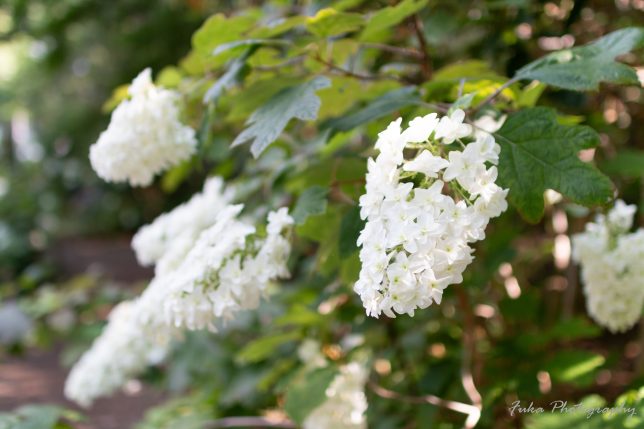 宗吾霊堂 紫陽花(カシワバ)