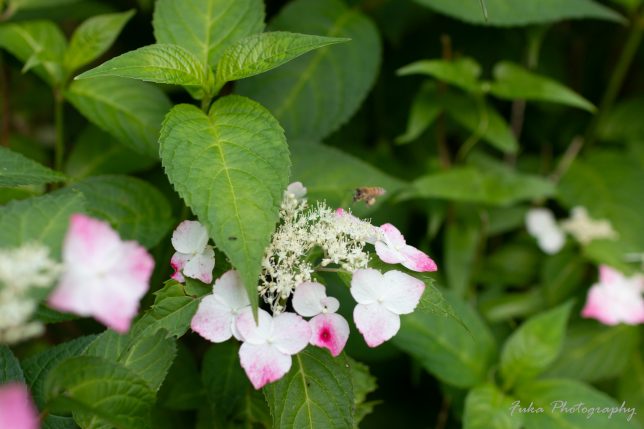 宗吾霊堂 紫陽花(ベニガク)と蜜蜂