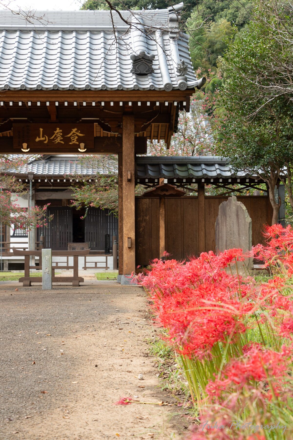 持法院 彼岸花
