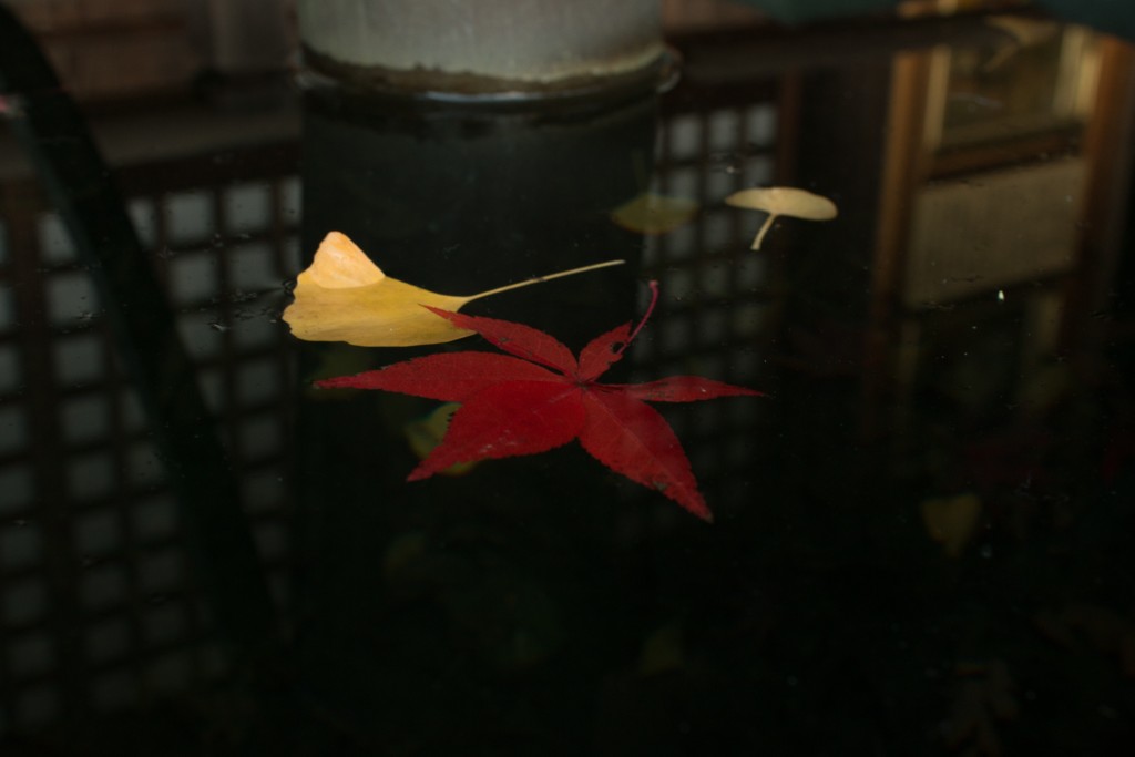 本土寺 水に浮かぶ紅葉