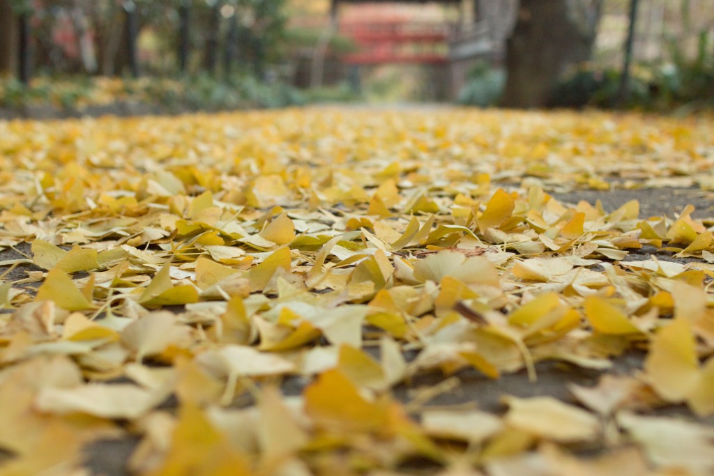 本土寺 イチョウ